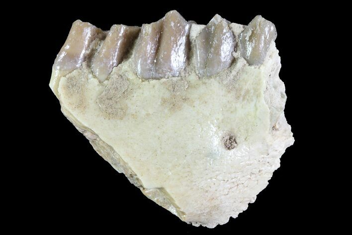 Oreodont (Leptauchenia) Jaw Section - South Dakota #73649